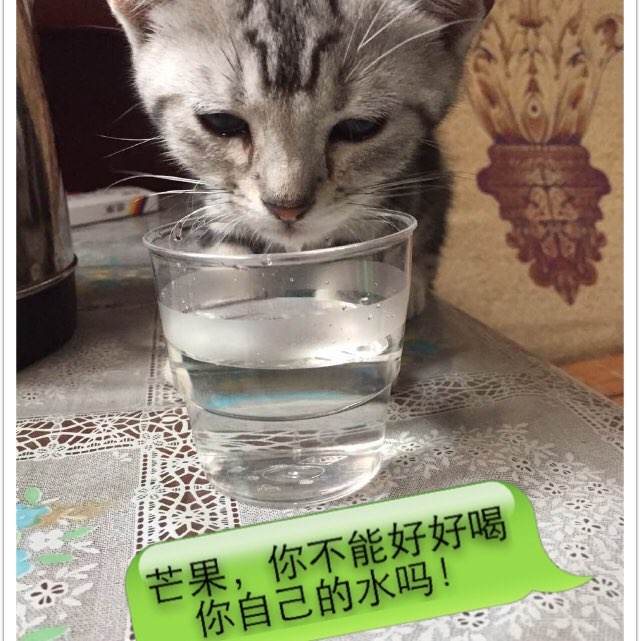 办假的c1驾驶证多少钱